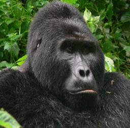 Uganda Gorilla Tours