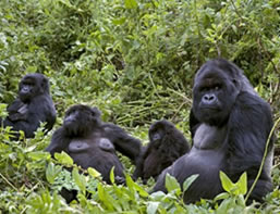 Gorilla Trekking in Uganda
