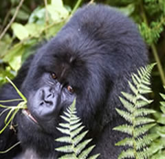 Gorilla Trekking Rwanda