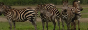 Akagera Wildlife