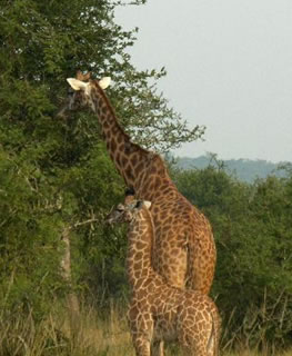 Rwanda Wildlife safari