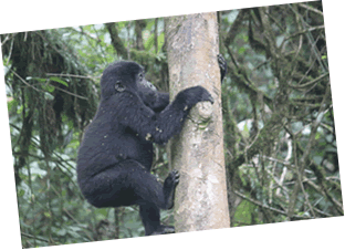 Bwindi Gorilla trek