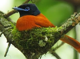 Birding safaris uganda