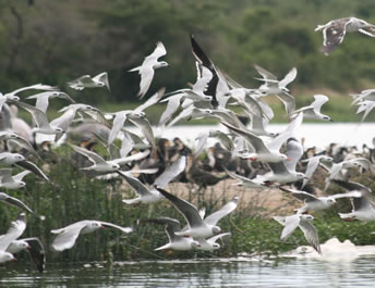 Birdwatching in Uganda