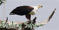Birding Safaris in Uganda & Rwanda