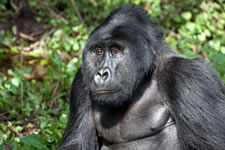One Day Gorilla Tour
