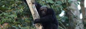 Chimpanzee in Nyungwe