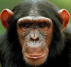 Uganda Primates Tour