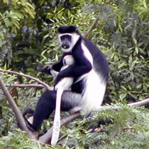 Black and White Colobus Monkeys