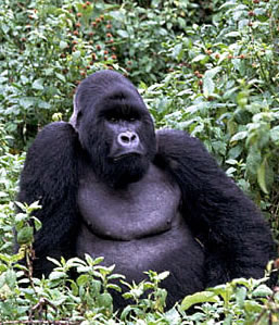 Gorilla Trek Africa