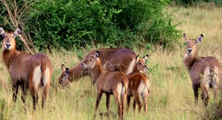 Lake Mburo Wildlife Safari
