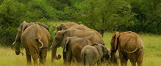 Elephants in Queen Elizabeth National Park