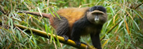 Golden Monkey in PNV Rwanda