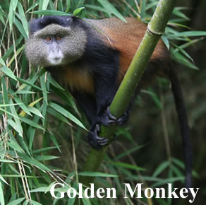 Golden Monkey Tracking Mgahinga Park