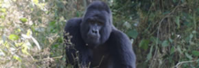 Mountain Gorilla in bwindi Forest, Uganda