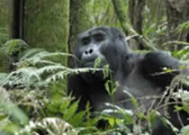 Gorilla Bwindi Forest, Uganda
