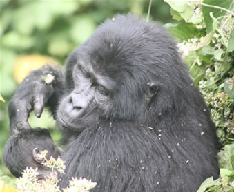 Uganda Rwanda Gorilla safari