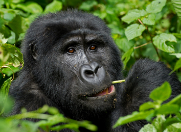 Uganda Gorilla safaris