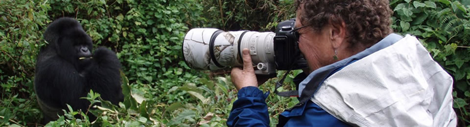 Gorilla Trekkers Taking Photos of Mountain Gorillas
