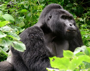 mountain gorilla