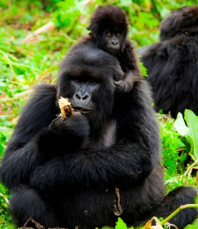 Mountain Gorillas in Uganda