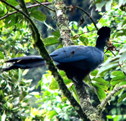 Birding Safaris Rwanda