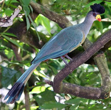 Birding Safaris Rwanda