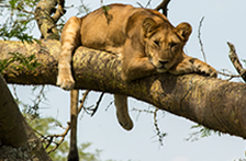 Ishasha Tree Lions