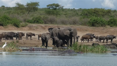 Queen Elizabeth Wildlife safari