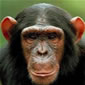 Chimp in Kibale Forest