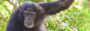 Chimpanzee in Rwanda