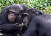 Chimpanzee Tracking