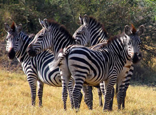 lake mburo