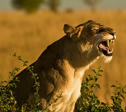 Lion Africa