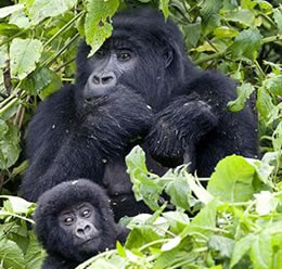 Uganda Gorilla Tour