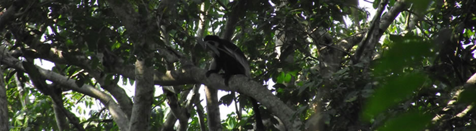 Monkey Tracking Safari in Uganda