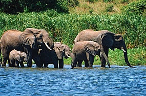 Uganda wildlife safari