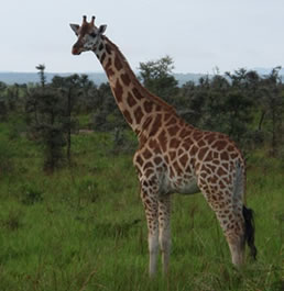 Wildlife safaris Murchison Falls