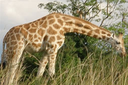 Murchison Falls Tour