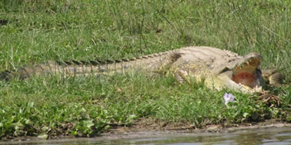 Murchison Falls Safari