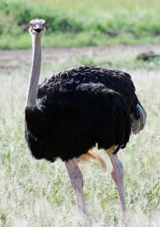 Kidepo valley Tour