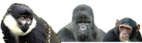 Primates safaris in uganda, rwanda and congo