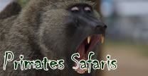 Primates Tours in Uganda, Rwanda & Congo