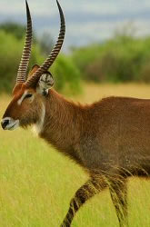 Semliki Wildlife Tour