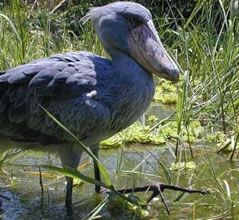 Uganda Birding Tours
