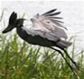 Lake Mburo birding Safaris