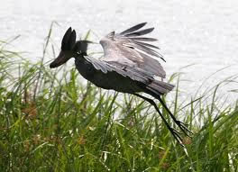 Birding safaris Uganda
