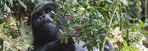 2 Days Gorilla Trek in Rwanda