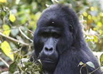 Silverback gorilla in uganda