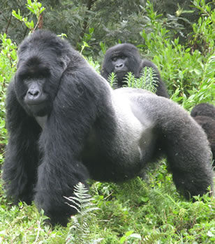 Silverback-gorilla